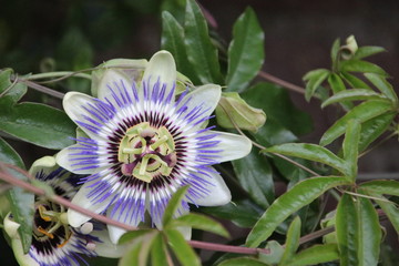 White and purple flower head in close-up of the passion flower or passieflora