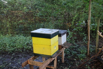 beehive or apiary to collect honey and better biodiversity on the Veluwe in the Netherlands