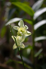 closeup orchid flower. natural floral spring or summer background with soft focus and blur 