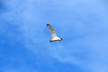 Flying seagull in the sky with clouds.Bright summer day.Blue clean sky.