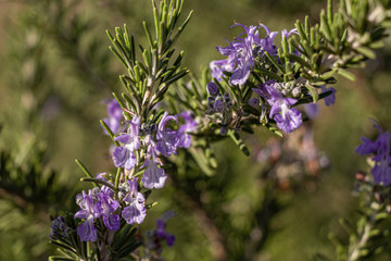 Rosemary flowers