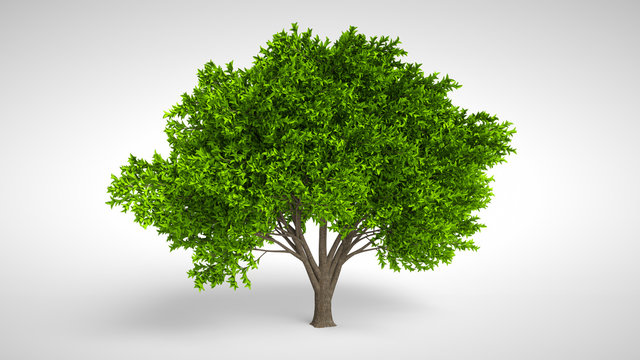 Growing Tree Animation Images – Browse 4,098 Stock Photos, Vectors, and  Video | Adobe Stock