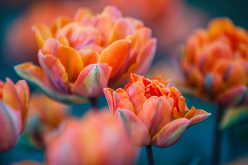 Beautiful tulips in spring colourful