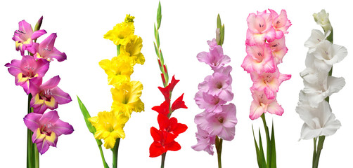 Collection gladiolus flowers isolated on white background. Yellow, red, pink, orange, green. Flat lay, top view - obrazy, fototapety, plakaty