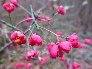 pink flowers on  branch
