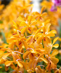 blooming flowers of yellow lily