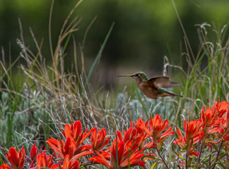 Hummimgbird hovering above indian paintbrush flowers © Brian