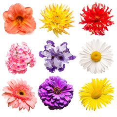 Flowers collection of assorted phlox, gerbera, iris, chamomile, dahlia, day-lily, lily, zinnia isolated on white background. Flat lay, top view