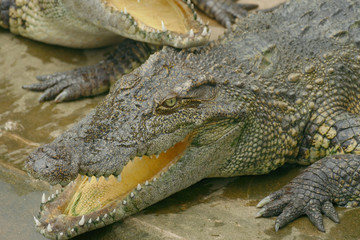 Obraz premium cocodrilo con baca abierta 