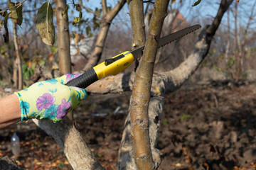 Work in the garden. A hand in a garden glove cuts a tree branch with a garden saw.