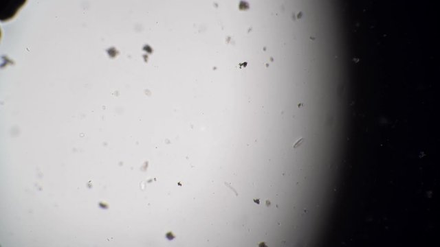 Crustacean Daphnia and mosquito larva Chaoborus interact with each other. Theme of laboratory biological research under microscope. Microscopic protozoa in a drop magnification. Microcosmic background