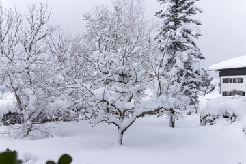 tree covered in snow