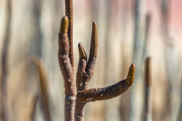 salt farm plants detail
