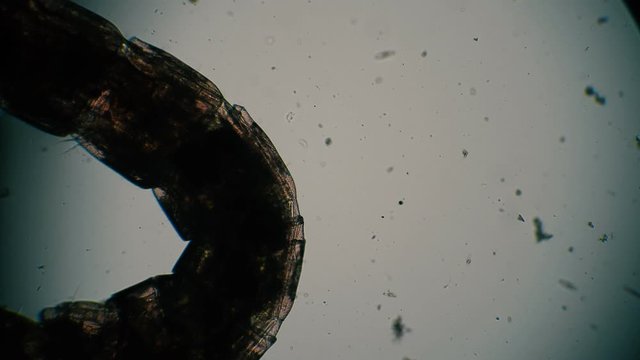 Translucent silhouette Larva mosquito Chironomidae moves in microscope. Theme of micro biology and scientific microscopy. Microscopic protozoa in a drop of water magnification. Microcosm background.