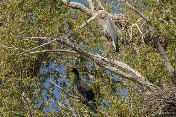 A Heron and a Cormorant Share a Nesting Tree.