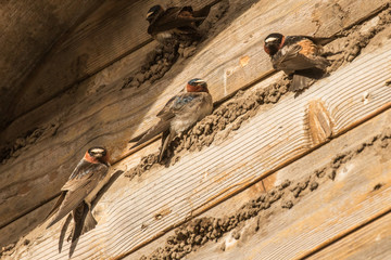 Nesting American Cliff Swallows