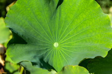 big lotus leaf plant
