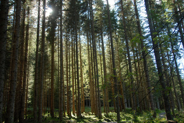 walking through Austrian woods