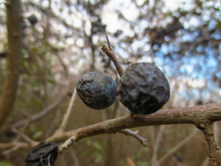 sloe on  a branch
