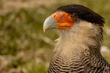 primer plano de un Carancho (Caracara plancus)
