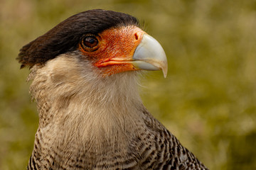 primer plano de un Carancho (Caracara plancus)