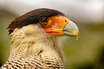 ave grande carnívora primer plano - Carancho (Caracara plancus) (Torres del Paine, Chile)