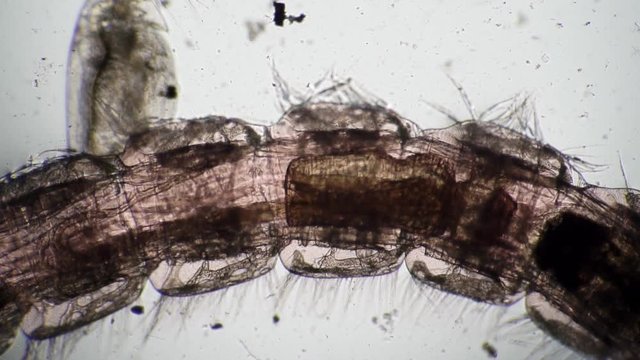 Digestive system of a mosquito larva Chironomidae in a microscope. Theme of laboratory biological research under microscope. Microscopic protozoa in a drop magnification. Microcosmic background