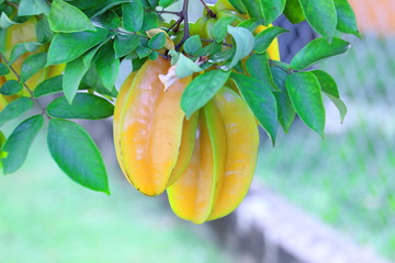 hanging starfruits