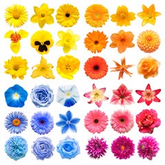 Big collection of various head flowers pink, blue, yellow and orange isolated on white background. Perfectly retouched, full depth of field on the photo. Top view, flat lay