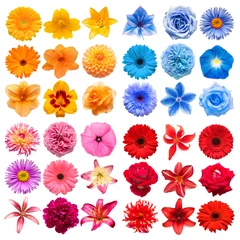 Fototapeten Big collection of various head flowers red, pink, blue and orange isolated on white background. Perfectly retouched, full depth of field on the photo. Top view, flat lay © Flower Studio