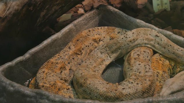 Boa Constrictor resting in a container of water