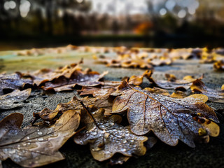 autumn leaves on ground