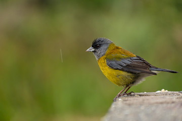 pequeña ave posando bajo la lluvia  (Spinus magellanicus)