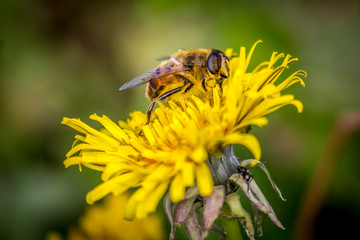 Abeille