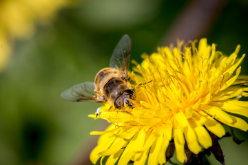 Abeille2