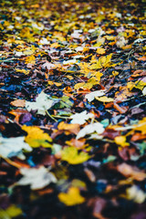 Fototapeta premium autumn leaves background