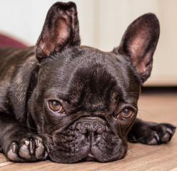 French bulldog