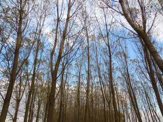 trees and blue sky