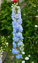 Beautiful blue delphinium flower in the garden