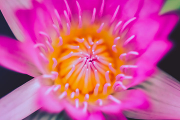 pink lotus flower blossom detail