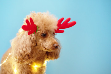 poodle dog dressed up in Christmas ears