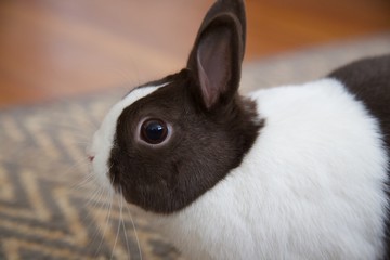 Obraz premium Rabbit