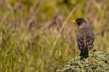 zorzal patagonico parado sobre roca (Turdus falcklandii)