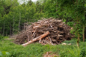 Lagerplatz - gerodete Baumstämme trocknen im Wald	