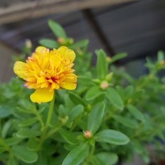 yellow flower