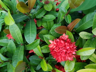 red flowers in the garden