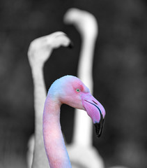 Naklejka premium Flamingo colors - black and white