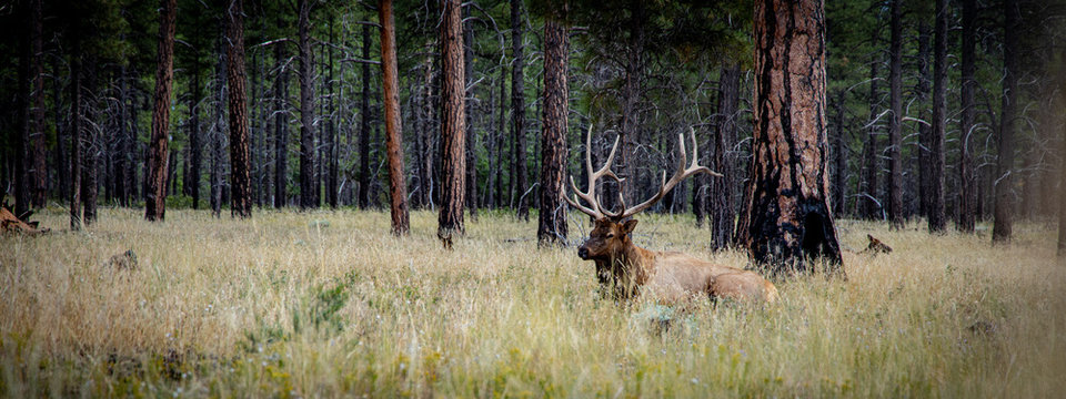 Hirsch, Elch beim Grand Canyon in den USA
