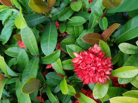 Red Flower In The Garden