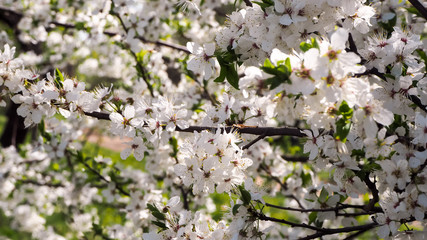 The branches of a blossoming cherry tree. White flowers on the branches of trees in the spring. Sunny day. Abstract floral background. Nature and spring concept